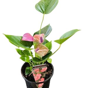 Anthurium Pink 130mm