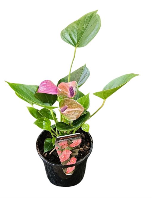 Anthurium Pink 130mm