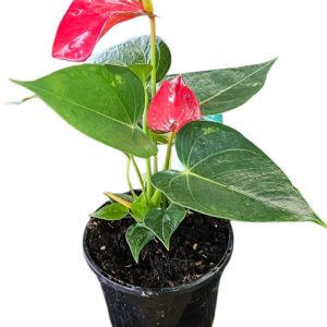 Anthurium Red Flamingo Flower 130mm