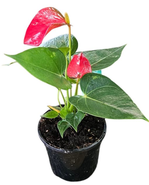 Anthurium Red Flamingo Flower 130mm