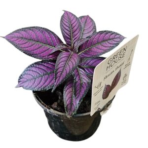 Strobilanthes Persian Shield 130mm