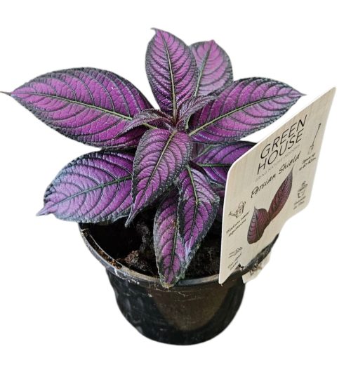 Strobilanthes Persian Shield 130mm