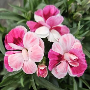 Carnation Pink & Proud 140mm
