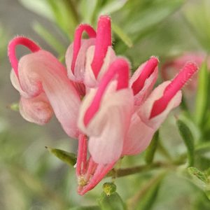 Grevillea Raspberry Ripple 140mm