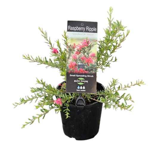 Grevillea Raspberry Ripple 140mm