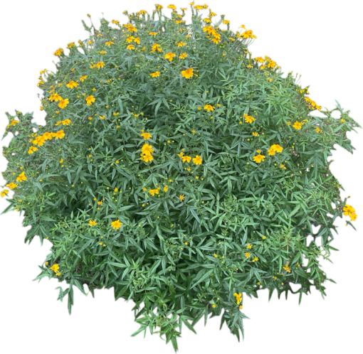 PASSIONFRUIT DAISY 100MM