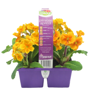 Easy Colour Primrose Apricot