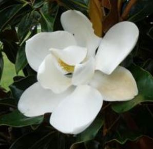 MAGNOLIA TEDDY BEAR 250MM
