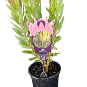 LEUCADENDRON WINTER GOLD 140MM
