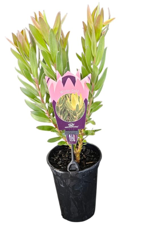 LEUCADENDRON WINTER GOLD 140MM