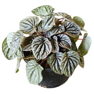 PEPEROMIA RUBY RIPPLE 150MM