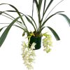 CYMBIDIUM BASKET 4 SPIKE