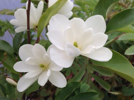 Magnolia doltsopa Inspiration 330mm