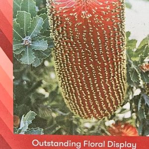 Banksia Red Dawn 140mm