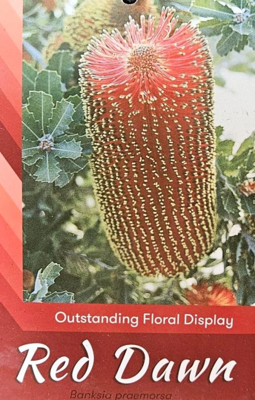Banksia Red Dawn 140mm