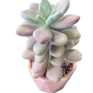 Graptopetalum Lavender Pebbles