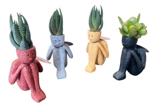 Thinkers Succulent