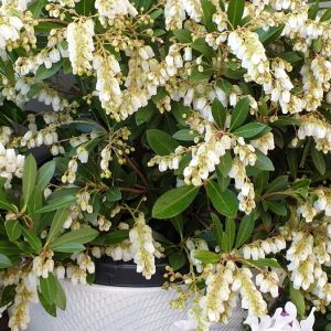 Pieris Temple Bells 140mm