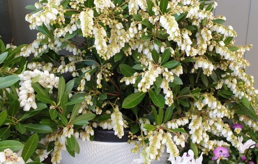 Pieris Temple Bells 140mm