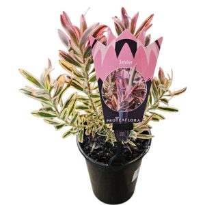 LEUCADENDRON JESTER 150MM