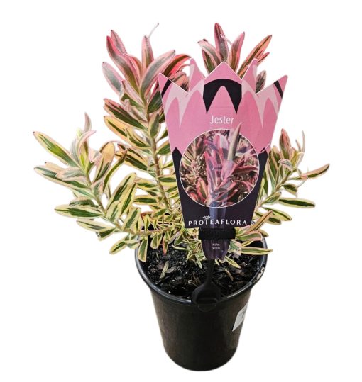 LEUCADENDRON JESTER 150MM