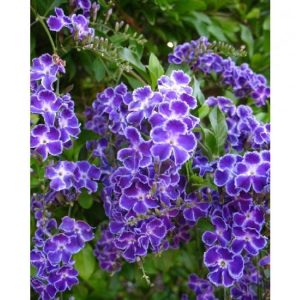 DURANTA GEISHA GIRL 250MM