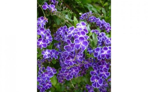DURANTA GEISHA GIRL 250MM