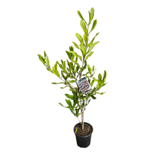 Macadamia integrifolia Macca 250mm
