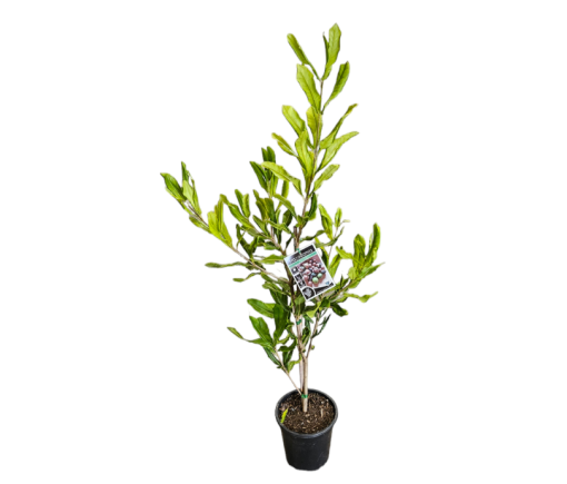 Macadamia integrifolia Macca 250mm