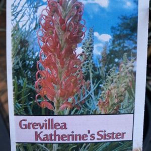 Grevillea Katherine's Sister Grafted 200mm