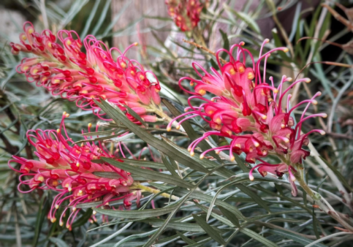 Grevillea Katherine's Sister Grafted 200mm