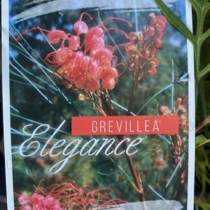 Grevillea longistyla x johnsonii 140mm