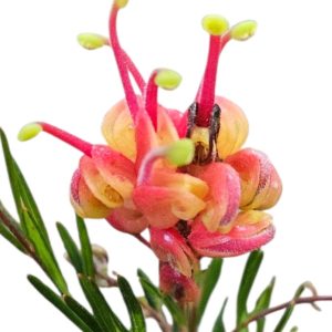 GREVILLEA CRACKLES 200MM