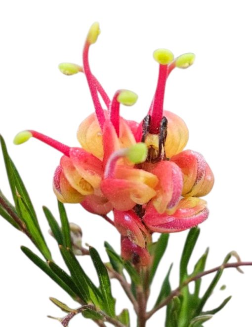 GREVILLEA CRACKLES 200MM