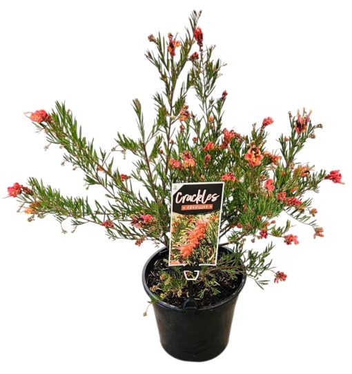 GREVILLEA CRACKLES 200MM