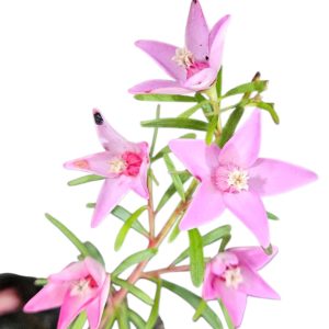 Crowea exalata Stellarose 140mm