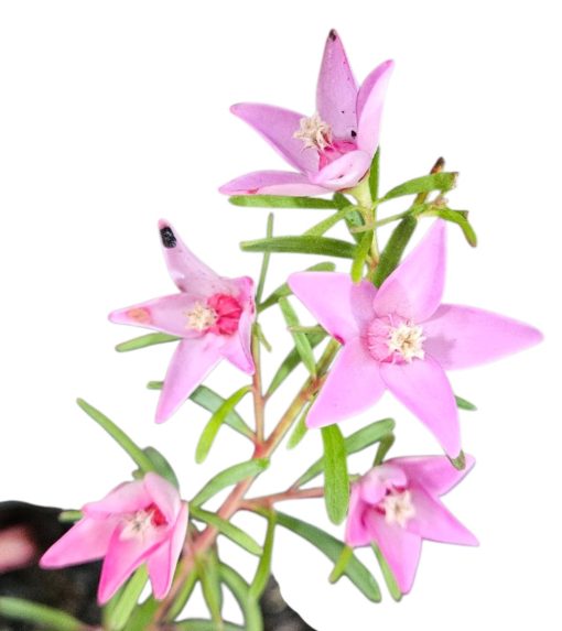 Crowea exalata Stellarose 140mm