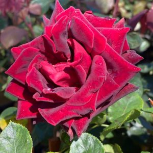 ROSE BLACK BEAUTY 200MM