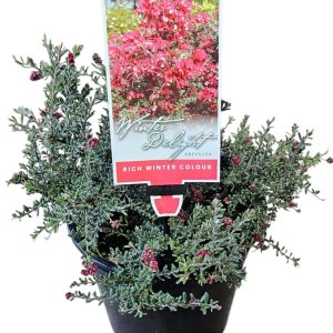 GREVILLEA WINTER DELIGHT 200MM