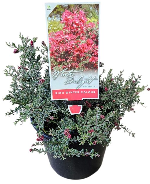 GREVILLEA WINTER DELIGHT 200MM