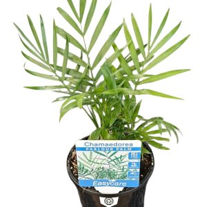 CHAMAEDOREA ELEGANS PARLOUR PALM 130MM