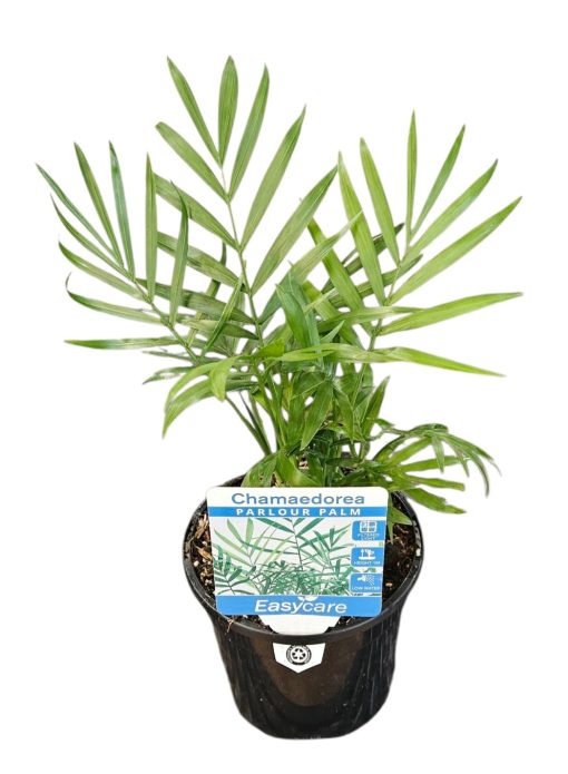CHAMAEDOREA ELEGANS PARLOUR PALM 130MM