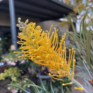 GREVILLEA SANDRA GORDON 200MM