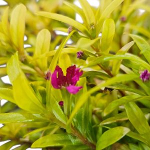 CUPHEA GOLDEN RUBY 140MM