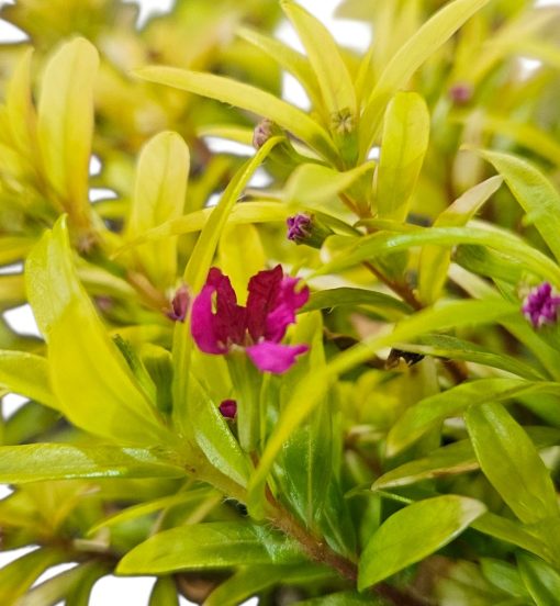 CUPHEA GOLDEN RUBY 140MM