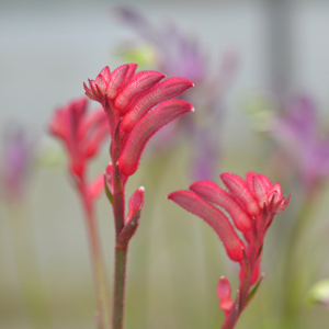 ANIGOZANTHOS BUSH PRINCESS 140MM