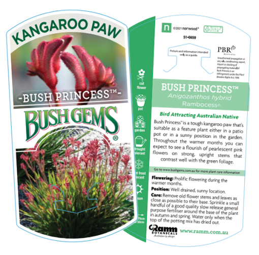 ANIGOZANTHOS BUSH PRINCESS 140MM