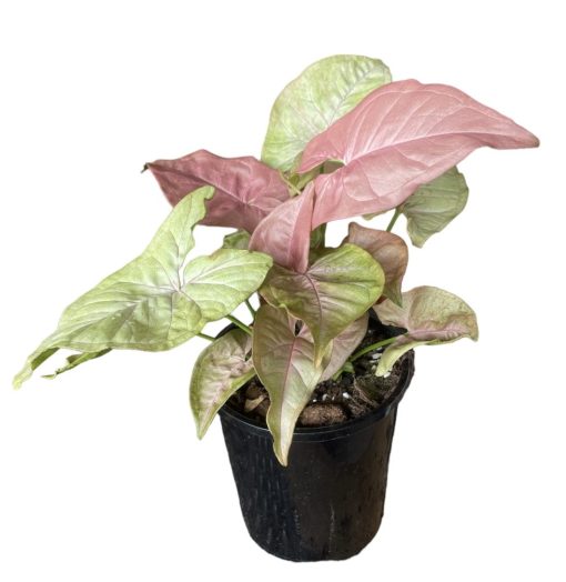 SYNGONIUM NEON 100mm
