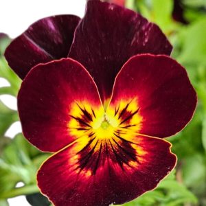 Pansy Tumbles Fire Hanging Basket 275mm