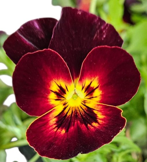 Pansy Tumbles Fire Hanging Basket 275mm